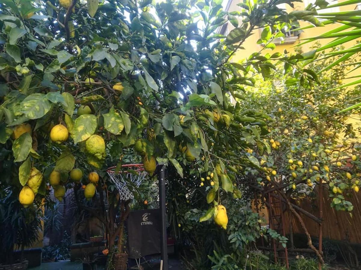 La Limonaia Di Chiaia Daire Napoli Dış mekan fotoğraf
